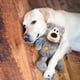thumbnail image 2 of Juguete para Perro KONG Wild Knots Ositos Mediano Grande, 2 of 8