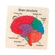 thumbnail image 5 of Rompecabezas De Madera Para El Cerebro, Rompecabezas De Estructura Cerebral Para Bebés, Niñas Y Niños De 3, 4, 5 Y 6 Años, 5 of 5