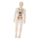 thumbnail image 1 of Aprendizaje Del Modelo De Cuerpo Humano Muestra Biología Humana Realista Para Los Grados 8+ Transparente, 1 of 5
