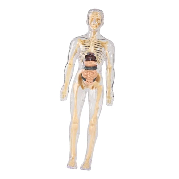 Aprendizaje Del Modelo De Cuerpo Humano Muestra Biología Humana Realista Para Los Grados 8+ Transparente