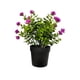 thumbnail image 1 of Macetero Planta Artificial Flores Maceta Decorativa 24x9cm M, 1 of 1
