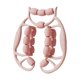 thumbnail image 3 of Rodillo De Masaje Para Ejercicios De Piernas Masaje De Tejido Profundo Para Deportes Físicos Gimnasio Rosa, 3 of 5