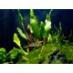 thumbnail image 1 of Camarones Amano premium de grado superior para acuario, 10 unidades, 1 of 4