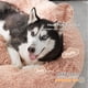 thumbnail image 2 of Cama para Perros Grande Bedsure 91 cm Donut Lavable Rosa, 2 of 6