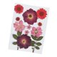 thumbnail image 5 of Flores Secas Reales, Hojas Prensadas, Crisantemo De Cristal Rojo, 5 of 5