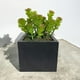 thumbnail image 3 of Cactus Boxwood 20cm Súper Realista, 3 of 3