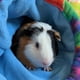 thumbnail image 3 of Escondite de cerdo de guinea, escondite de conejo, cama de conejo, escondite de animal pequeño de lana polar para jaula de cerdo de guinea, enriquecimiento de conejo, accesorio de hábitat de, 3 of 3