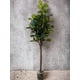 thumbnail image 3 of Árbol Ficus Lyrata Tronco Grueso 180cm Artificial, 3 of 3