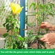 thumbnail image 5 of Cuerda de yute verde para jardín Vivifying 200 m, 2 mm, 5 of 7