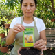 thumbnail image 3 of Semillas de Physalis (Uchuva / Aguaymanto) - Brisol, 3 of 7