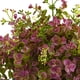 thumbnail image 2 of Planta artificial casi natural de sedum y eucalipto de 33 cm, 2 of 5