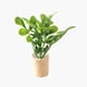 thumbnail image 4 of Plantas De Casa De Muñecas En Miniatura Modelo De Paisaje Estático En Maceta Suculentas Artificiales Estilo A, 4 of 5