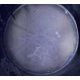 thumbnail image 4 of Aditivo diésel MotorPower Care DPF Filter Purge 2x500 ml, 4 of 7