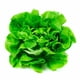 thumbnail image 1 of Lechuga Orgánico Bolsa, 1 Un, 1 of 1