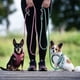 thumbnail image 3 of Arnés Perro Air Vest Matrix 2.0 Jade, 3 of 3