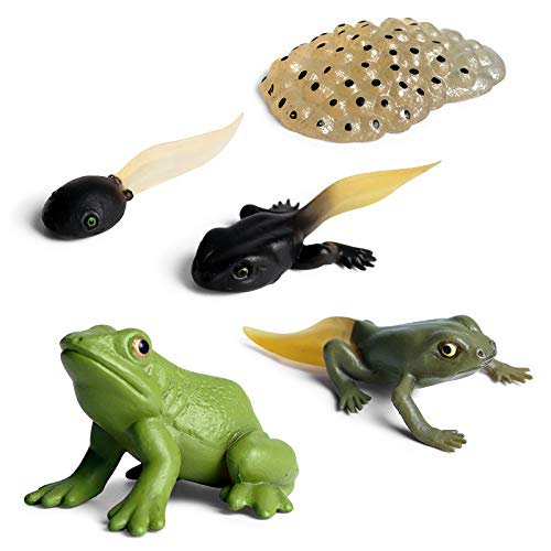 Figuras Gemini&Genius Life Cycle of Frog para niños de más de 3 años