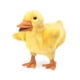 thumbnail image 1 of Marioneta de mano Folkmanis Duckling Yellow para niños mayores de 3 años, 1 of 3