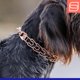 thumbnail image 4 of Collar de entrenamiento para perro Herm Sprenger de 43 cm (Curogan) con cadena de 20 cm, 4 of 6