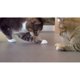 thumbnail image 2 of Juguete Láser para Gato SmartyKat Loco Laser a Pilas, 2 of 3