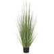 thumbnail image 1 of Planta Decorativa Pasto Cebolla Verde 53 cm, 1 of 2