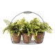 thumbnail image 1 of Planta Decorativa Decorativas 3 Canasto Metalico, 1 of 1