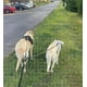 thumbnail image 3 of Acoplador doble de correas para perros Mycicy Tandem para dos perros, 3 of 3