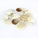 thumbnail image 5 of Conchas marinas de playa mixtas Seashells Super Z Outlet, 50 unidades, 5 of 6