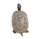 thumbnail image 4 of Estatuine Safari Ltd. Tortoise Baby 14 cm, plástico, modelo 18M+, 4 of 6