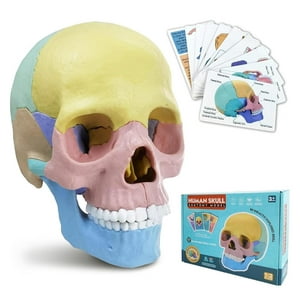 Genérico - Craneo 4D 17 Piezas Desmontable Amarillo