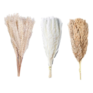 Genérico - Ramo Pampas Secas Naturales 90 Uds 44 Cm