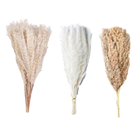 Genérico - Ramo Pampas Secas Naturales 90 Uds 44 Cm