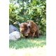 thumbnail image 2 of Animal de peluche Aurora 14 bisontes, grande, 33 cm de largo, 2 of 4
