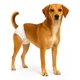 thumbnail image 1 of X20 Pañales Gato Perros Hembra Macho Perro Pañales Gato L Blanco Hembra L 52 X 32 Cm, 1 of 10
