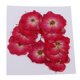 thumbnail image 2 of 10 Piezas De Flores Prensadas Secas Para Manualidades De álbum De Recortes Para Bricolaje Rosa Roja, 2 of 3