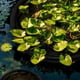 thumbnail image 3 of 1Pack Flora flotante Barrera de peces Isla flotante Protector de plantas Redonda Flora flotante Isla para estanque Protege sus plantas flotantes de los peces del estanque (negro 45cm), 3 of 3