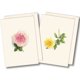 thumbnail image 1 of Set de 8 tarjetas de notas Earth Sky + Water – surtido de rosas, 1 of 4