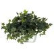 thumbnail image 2 of Planta de seda, hiedra casi natural, con maceta blanca, 2 of 4