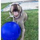 thumbnail image 2 of Bola de juguete para perros Jolly Pets, extra grande, azul, para personas mayores, 2 of 4