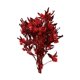thumbnail image 3 of Ramo De Flores Secas Para Boda, Fiesta, Cocina, Planta, Tallo, Dodonaea Viscosa, Rojo, 3 of 5