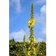 thumbnail image 5 of Flores Secas De Gordolobo 15 G Té Relajante, 5 of 7