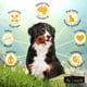 thumbnail image 3 of Alimento Para Perro Adulto 10 kg, 3 of 6