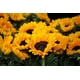thumbnail image 2 of Colorante Pigmento En Polvo Para Velas, Jabón, Resina 15 Grs Amarillo, 2 of 2