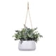 thumbnail image 1 of Crassula en macetero colgante, 1 of 1
