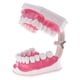 thumbnail image 2 of Dientes Anatómicos Modelo Dentista Ense?anza Higiene Oral Modelo Modelo 2x, 2 of 5