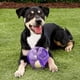 thumbnail image 4 of Pelota Jumbler Kong Para Mascotas - 14 Cm M/l Violeta, 4 of 4