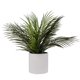 thumbnail image 1 of Hojas Palmera Maceta, 1 of 1