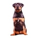 thumbnail image 3 of Animales Perro Patrón Felpa Cojín Cojín Lavable Estilo D, 3 of 5