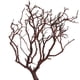 thumbnail image 2 of Manzanita Vickerman natural, 60 cm, seca para uso en interiores, 2 of 4