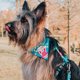 thumbnail image 2 of Bandana Para Perro Diseño Popcorn, 2 of 3