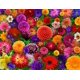 thumbnail image 1 of Rompecabezas Springbok Blooming Every Daisy, 500 piezas, 1 of 9